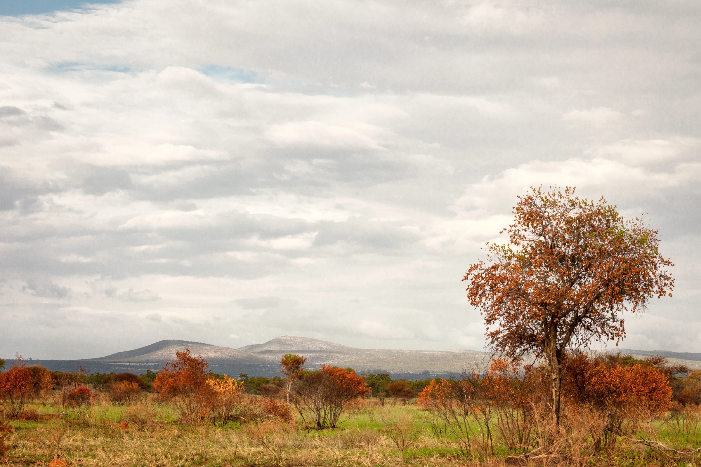 Mabula_Game_Reserve[1].webp